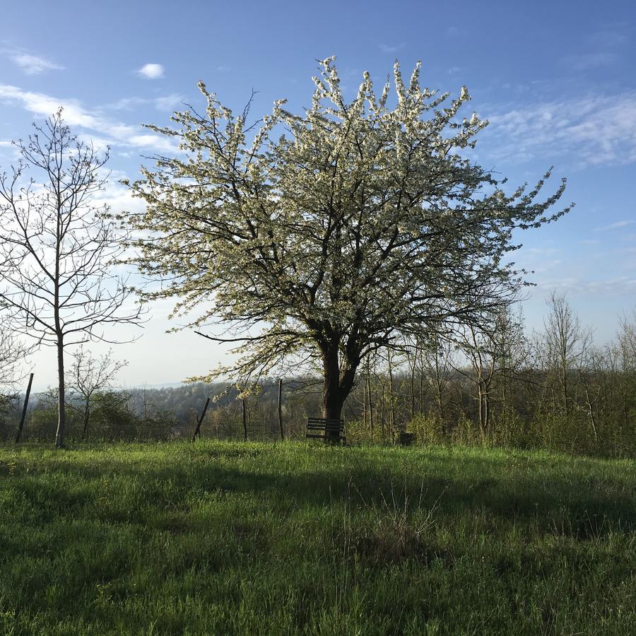 B&B La Semplice Nel Verde Asti Exterior photo